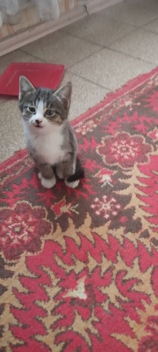 Мушукча. Котёнок