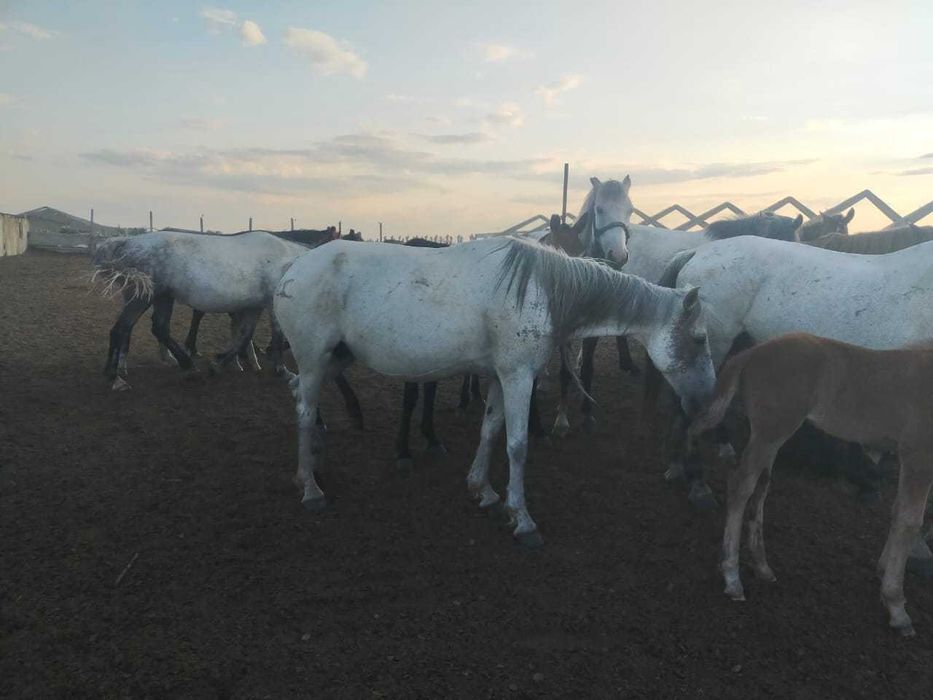 Сатам биені 6 жаста, продам кобылу 6 лет