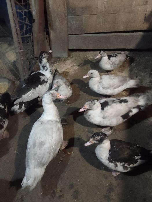 индоутки семья можно отдельно