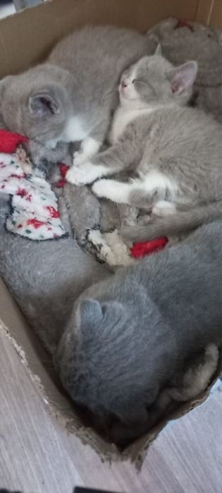 Британские котята