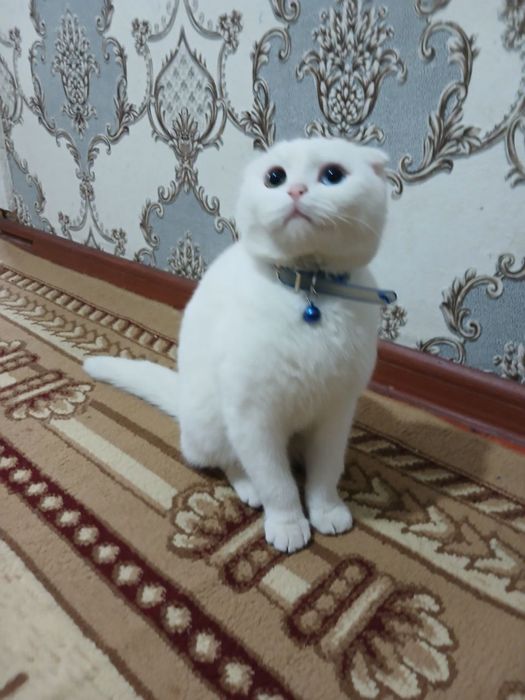 Scottish Fold oq rang