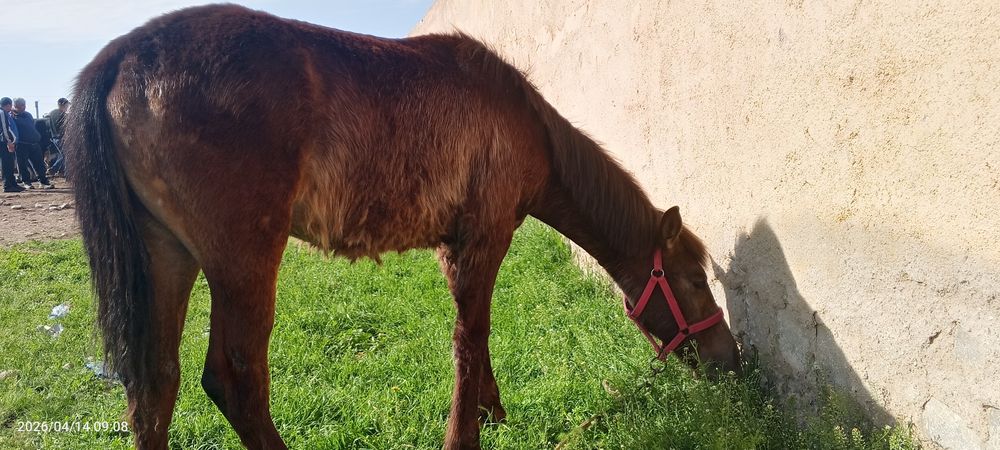 8 oylik toycha sotiladi