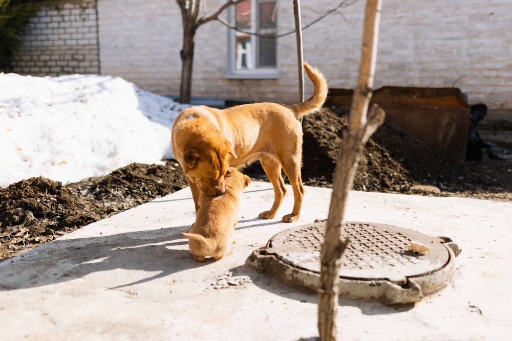 Отдам щенка бесплатно