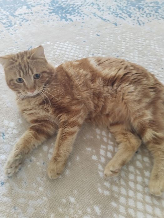 Серебристый котик