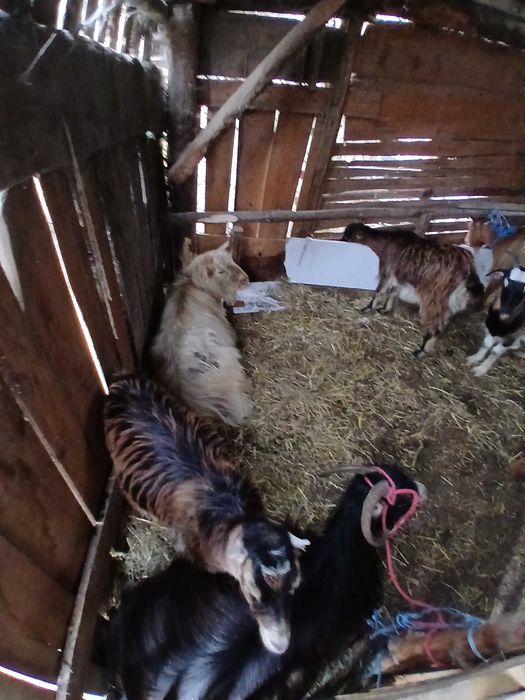 Vand 11 capre si un țap toate sunt tinere prima si a două fătare