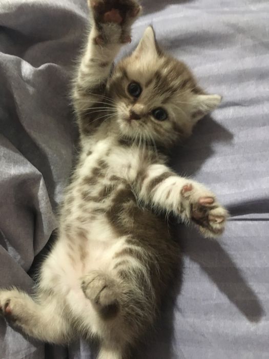 Шотланский котенок в добрые руки