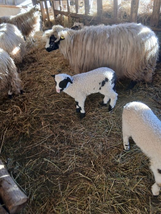 Vind 2 oi tinere cu miel,și 2 noatine breze si un berbec