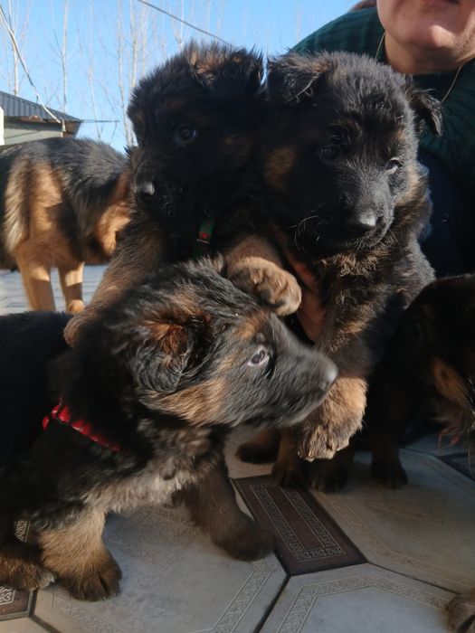 Продаётся овчарки