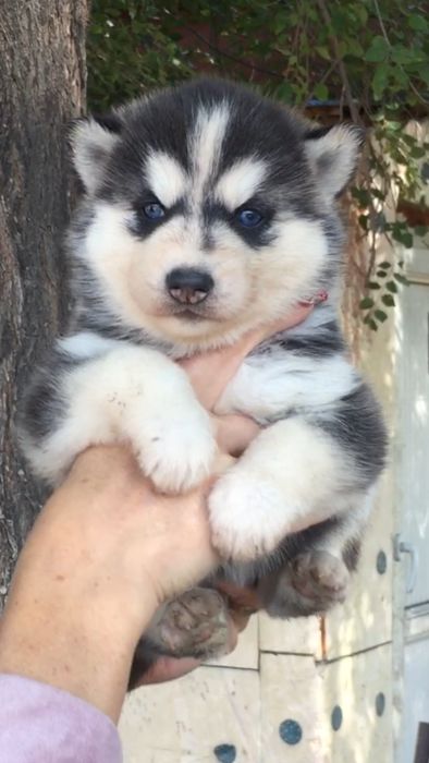 Пять красоток хаски