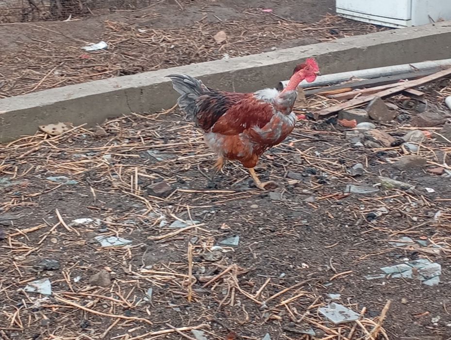 Продам молодых петушков этого года