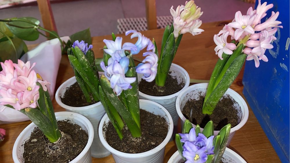 Цветы гиацинты, фиалки