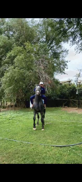 Шаухар. Чубар. шуар.байшубар