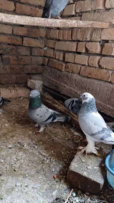 Kaftar sotiladi oladigan bo'lsa