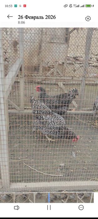 Amroks tovuqlar tuxumiga zakaz olamiz