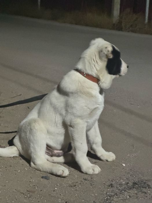 Продам щенка 3,5 мес кабел