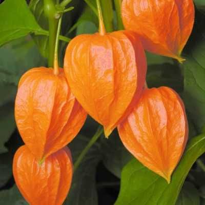 Саксия с Люти Чушки, Физалис или Тютюн -  Еко и Биологично Отглеждани