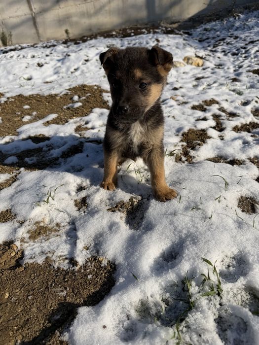 Кучета Немска овчарка/Малиноа