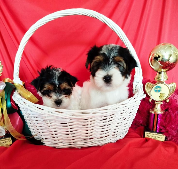 Очаровательные щенки бивера.