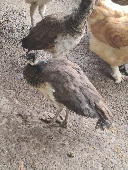 Vând pui de paun 4 fete au  5luni din 2025