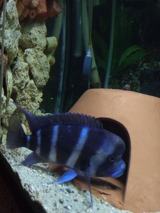 Cyphotilapia gibbiroza frantoza muppimpi
Gulobod S_26 268dom Cyphotila