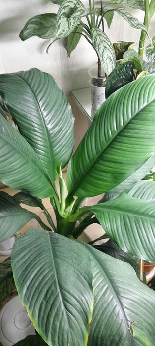 Спатифиллум Сенсация