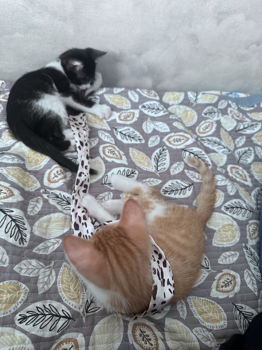 Котята бесплатно