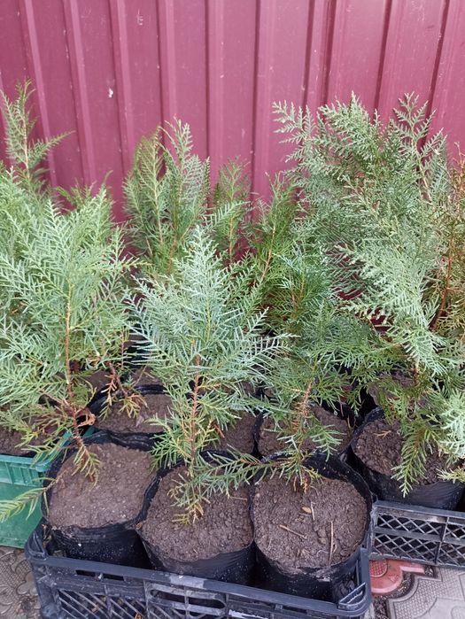 Продам гортензию  тую брабант