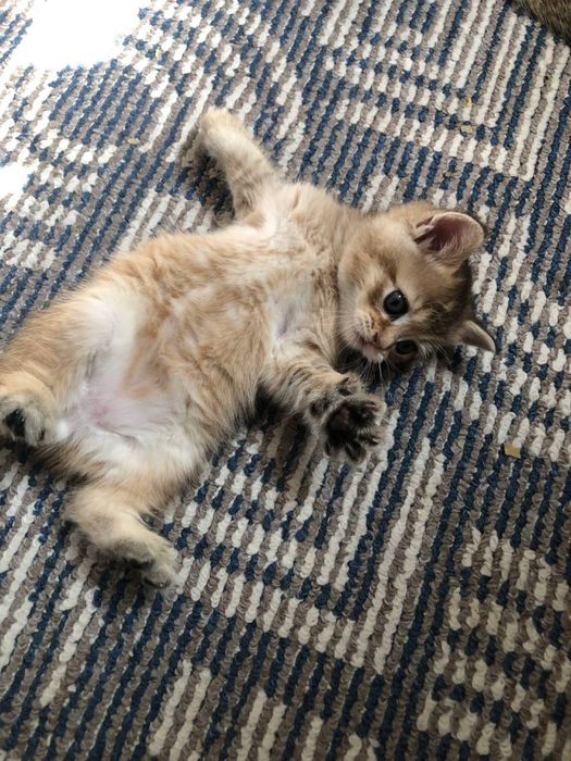 120$ Шотландская шиншилла