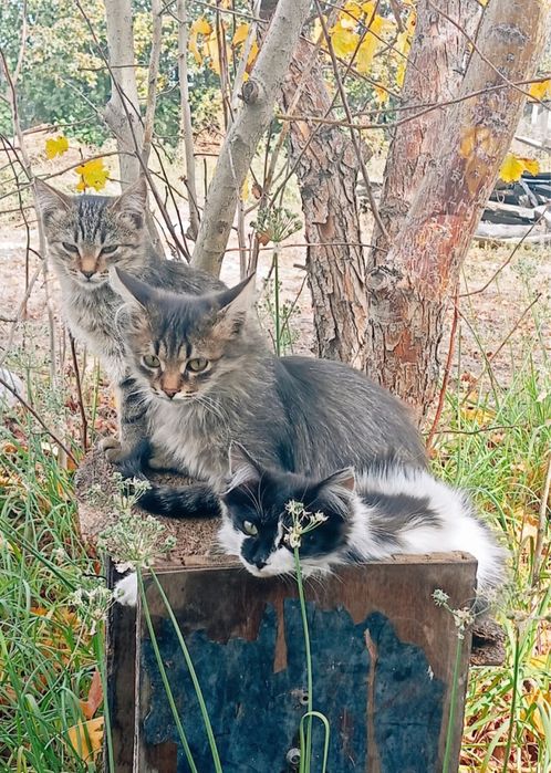 Отдам котят в добрые руки