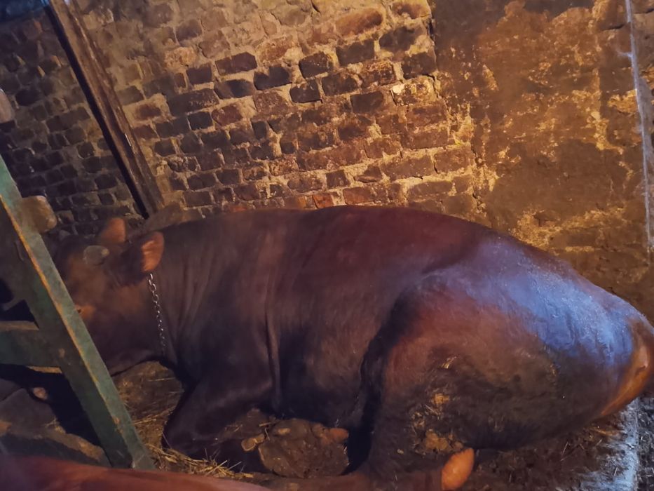 Продаётся быкок полтора года