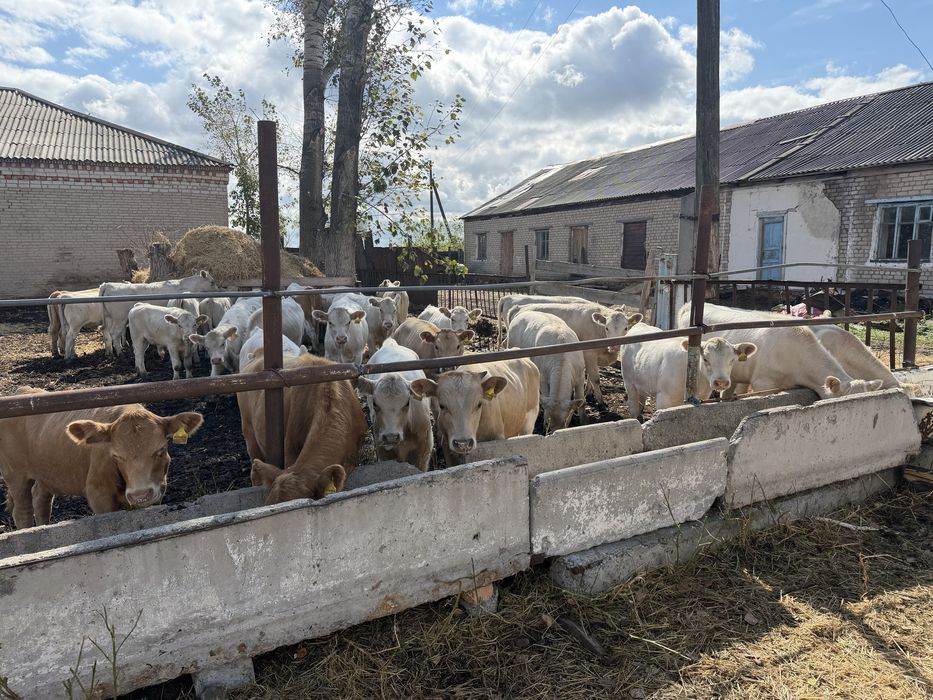 Продам телят 2026 года