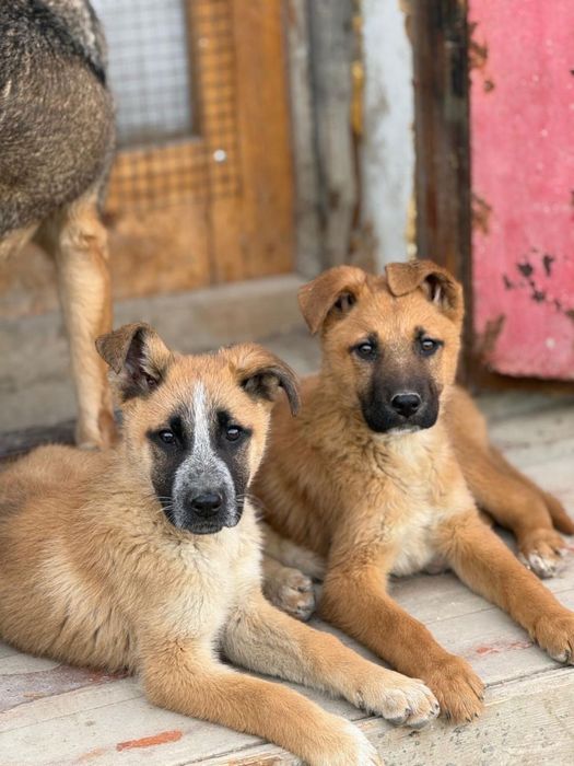 Жақсы күзетші іздейсіз бе? Бізде бар!