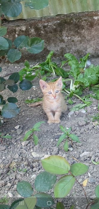 Pisici, pisicute adoptie