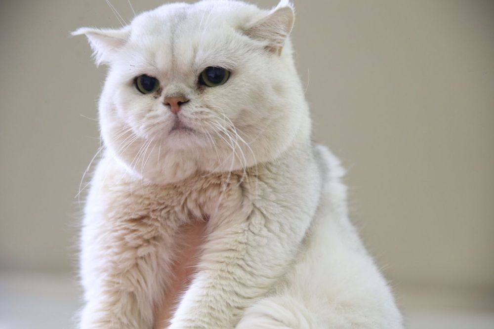 Вязка серебристая шиншилла