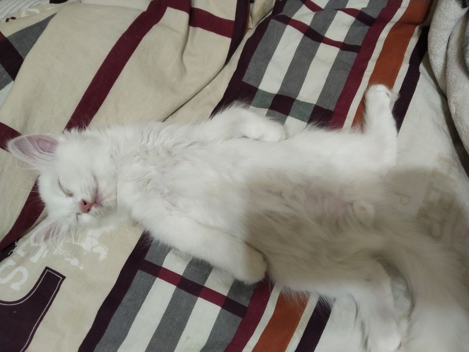 Продаём котят скоттиш-страйт.