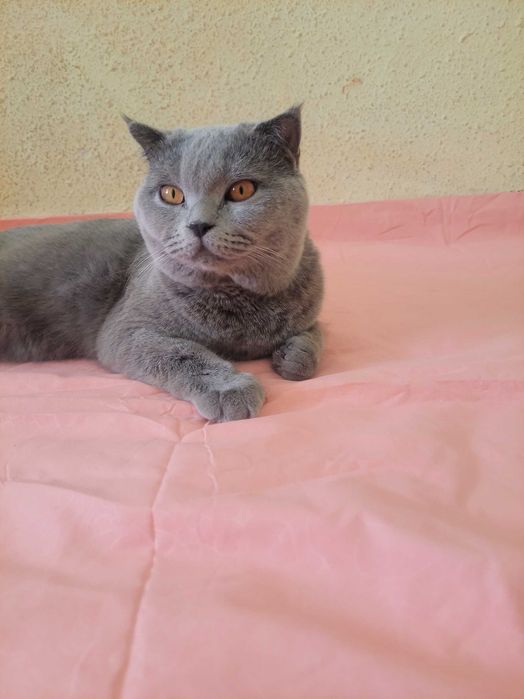 Scotsh strayt zotdor mushuk