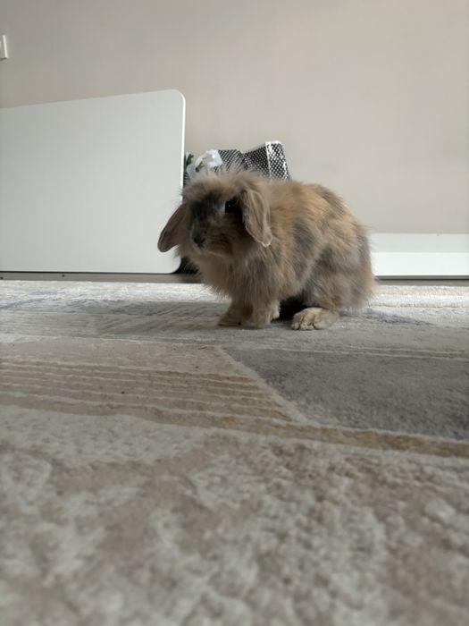 Вислоухий кролик