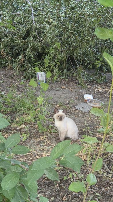Котята уличные в добрые руки