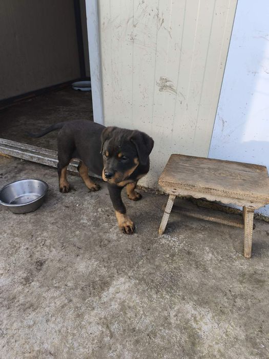 Ротвайлер -мъжко бебе