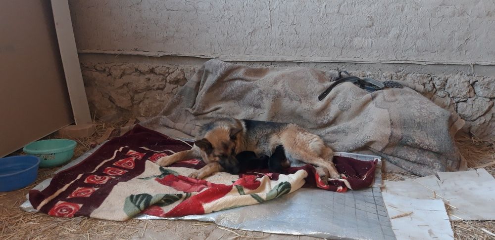 Немис кушиклери сатылады