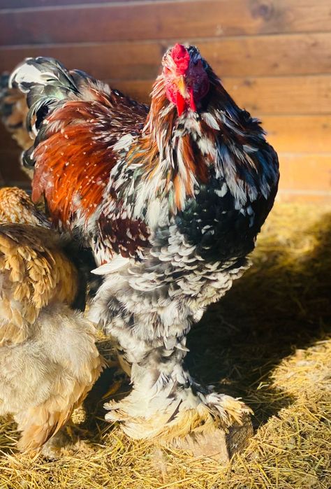 Pui Brahma Porțelan