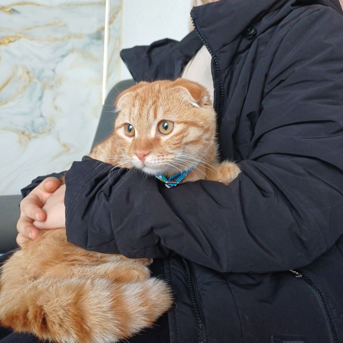 Кошка скоттиш фолд мальчик 5 месяце