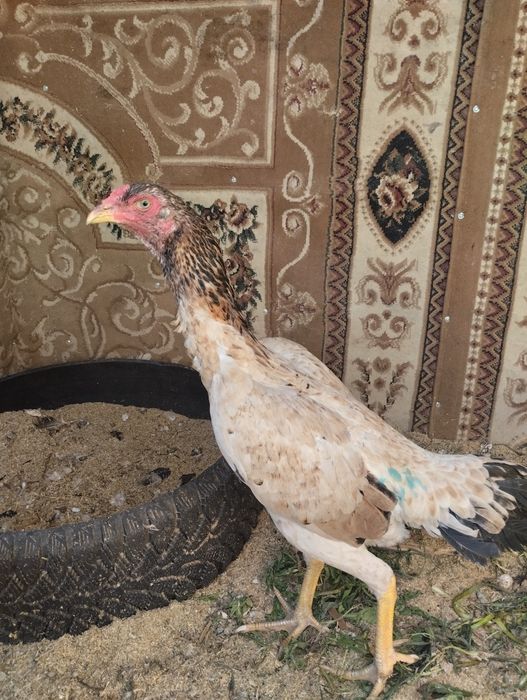 Дакан курица хороших кровей