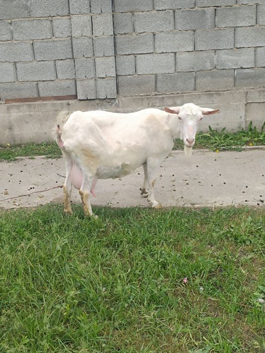 Ешкі сатылады.  150.000 тг