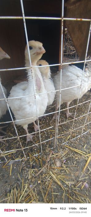 Bg6 induklar narxi kelishiladi manzil Fargʻona