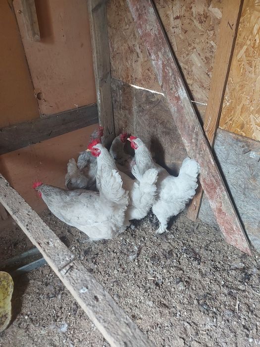 Продается куры смешаной породы