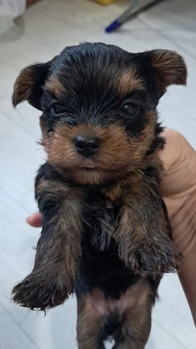 Йоркширские терьеры девочки