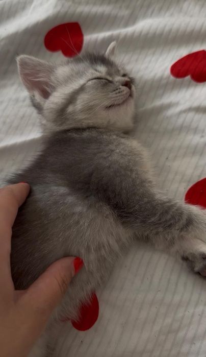 Отдам котят бесплатно