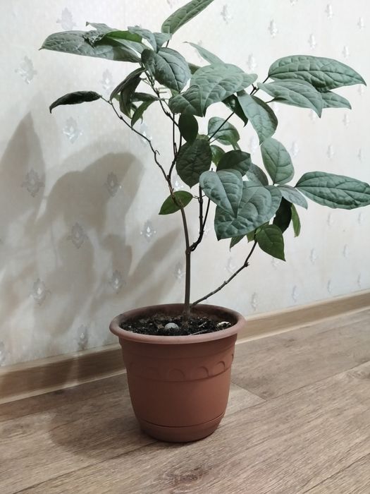 Комнатный цветок Клеродендрум