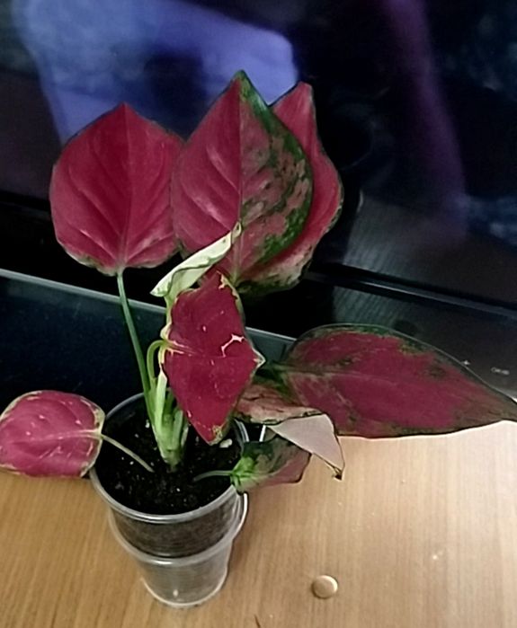 Продам аглаонемы